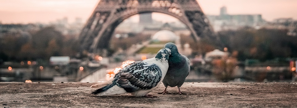 鳩イメージ